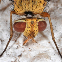 Leskia aurea