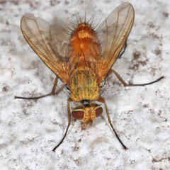 Leskia aurea