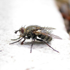 Linnaemya