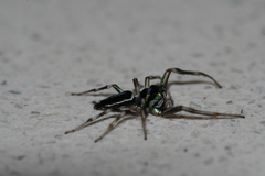 Cosmophasis micarioides