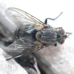 Linnaemya