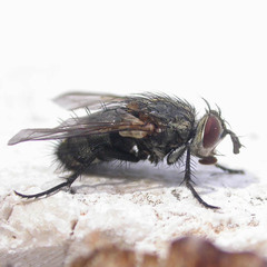 Linnaemya