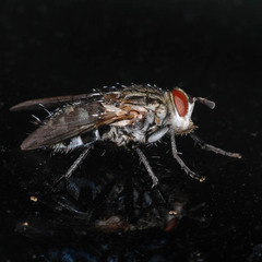Linnaemya
