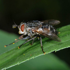 Linnaemya