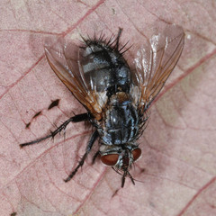 Linnaemya