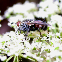 Linnaemya tessellans