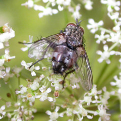 Linnaemya tessellans