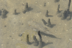 Tetractenos hamiltoni