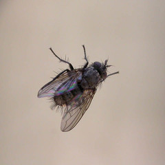Lypha dubia