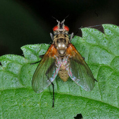 Macquartia grisea