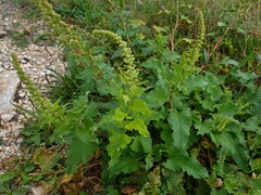 Blitum bonus-henricus