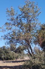 Prunus amygdalus