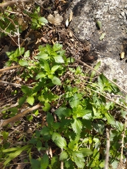Urtica urens