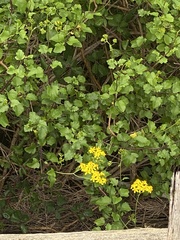 Senecio angulatus image