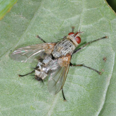 Microphthalma europaea