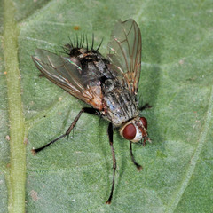 Microphthalma europaea