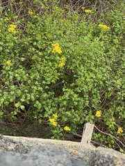 Senecio angulatus image