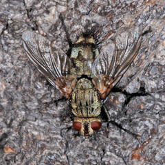 Microphthalma europaea