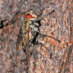 Microphthalma europaea