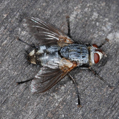 Microphthalma europaea