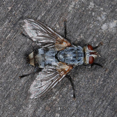 Microphthalma europaea