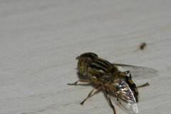 Eristalinus punctulatus
