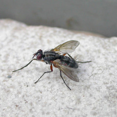 Mintho rufiventris