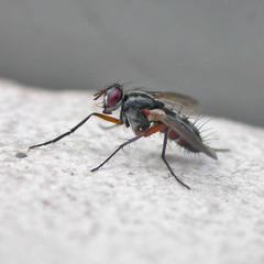 Mintho rufiventris