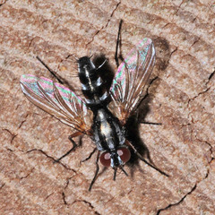 Mintho rufiventris
