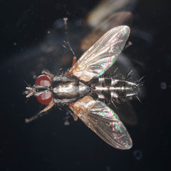 Mintho rufiventris