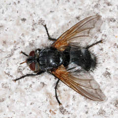 Nemoraea pellucida