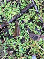 Callitriche stagnalis