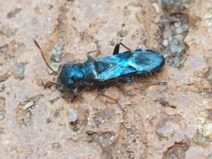 Trinithignus natalensis