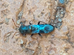 Trinithignus natalensis