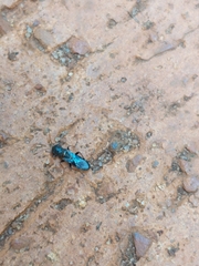 Trinithignus natalensis