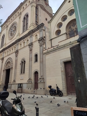 Columba livia domestica