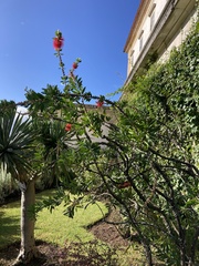 Callistemon