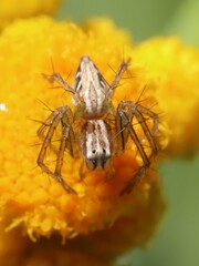 Oxyopes amoenus