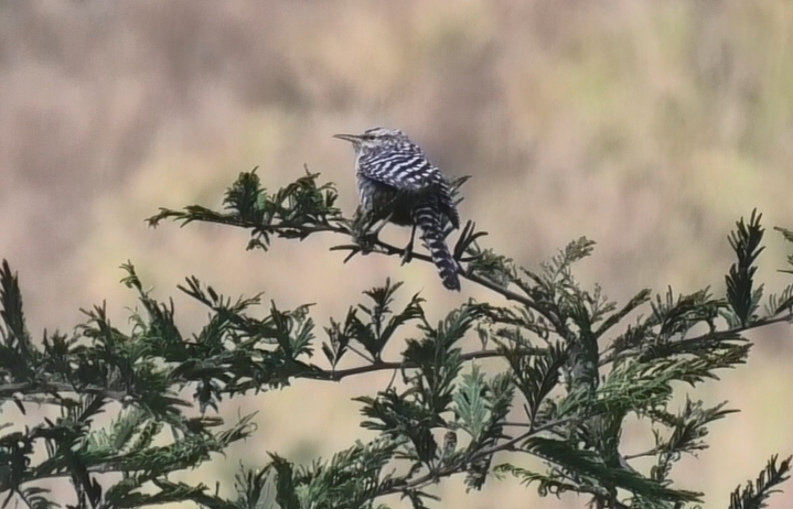 Campylorhynchus fasciatus image