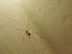 Micropholcus fauroti