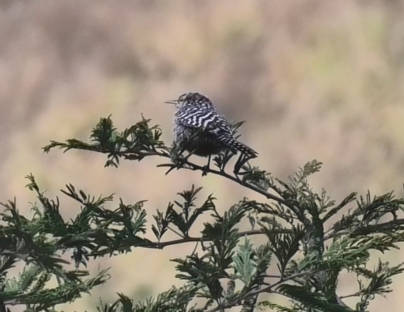 Troglodytidae image