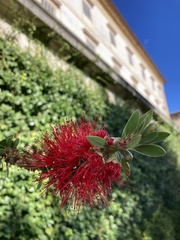 Callistemon