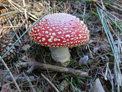 Amanita muscaria muscaria