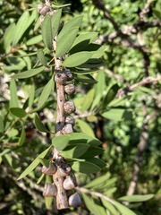 Callistemon