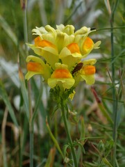 Nithecus jacobaeae