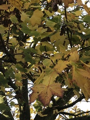 Acer platanoides