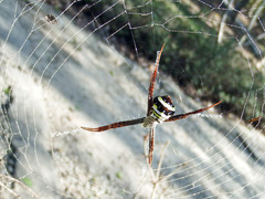 Argiope aetheroides