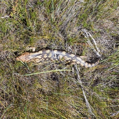 Tiliqua nigrolutea