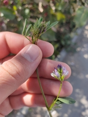 Medicago sativa