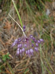 Allium carinatum